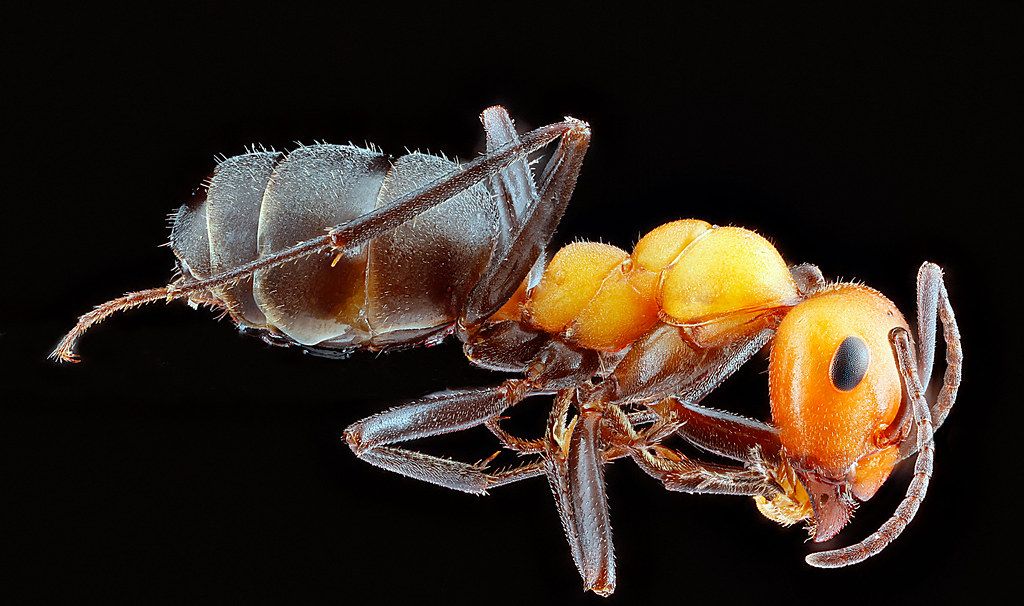 Ant Control service in Morgantown, WV