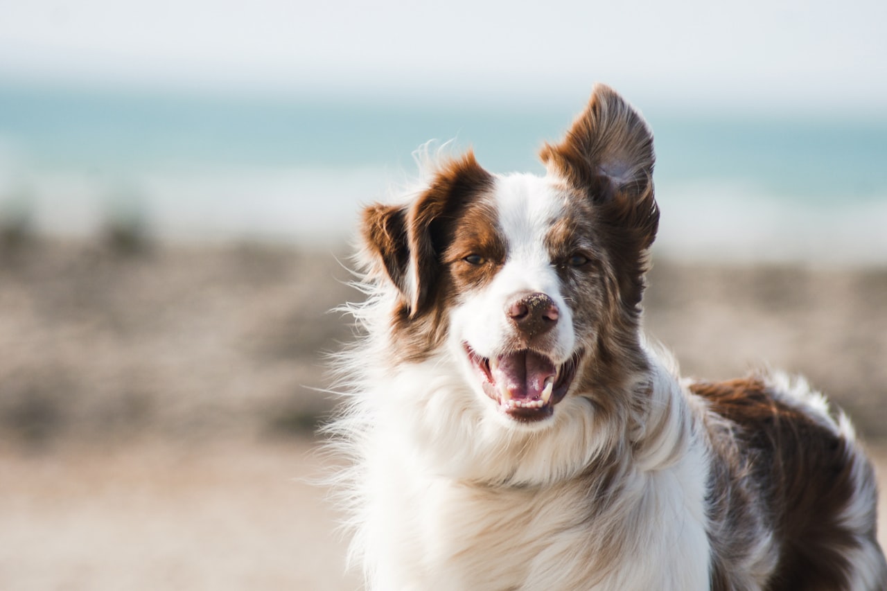 Flea & Tick Control service in Morgantown, WV