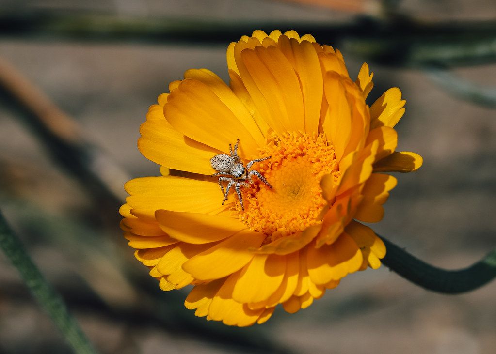 Spider Control service in Morgantown, WV
